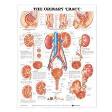 The Urinary Tract Anatomical Chart NEW by Anatomical Ch 9781587790713 