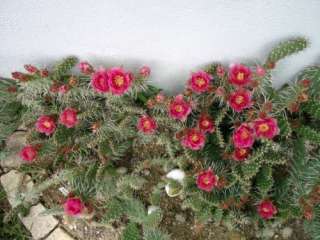 Opuntia Opuntien Feigenkaktus Kakteen winterhart in Bayern   Kollnburg 