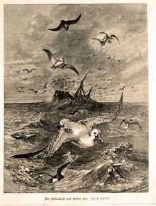 Albatroß auf hoher See Seevogel 1880 Hst F.Specht  