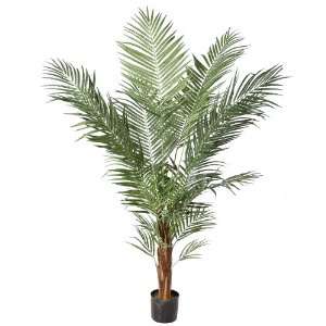  7.5 Potted Areca Palm X 22 W/737 Leaves