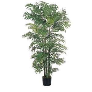   USA zeusd1 CALA 4270449 Areca Silk Palm Tree 6 Inch