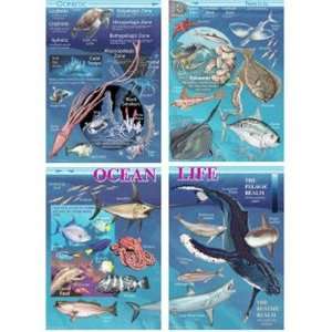  Carson Dellosa Publications CD 410008 Ocean Life Toys 