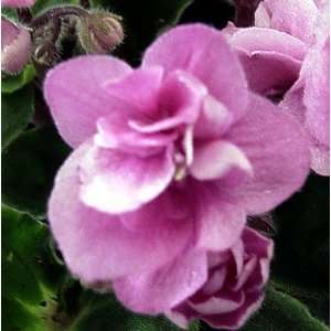  Meg Double Pink African Violet   4 Pot   In Bloom Patio 