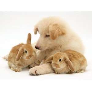 White German Shepherd Dog Puppy with Sandy Lop Baby Rabbits Premium 