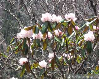 Rhododendron rufum~~~~~30 nice seeds  