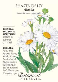 Alaska Shasta Daisy Seeds   250 mg   Perennial  