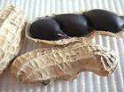 WORLDS RAREST BLACK PEANUTS*7 seeds*SWEET*E ​Z GROW*Africa 