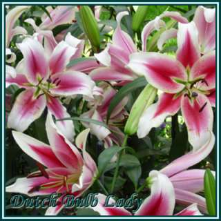 You are buying 3 Stargazer Lily Bulbs Tastefully Gift wrapped for 
