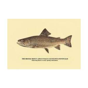 The Brook Trout (Showing Dark or Early Spring Coloration) 12x18 Giclee 