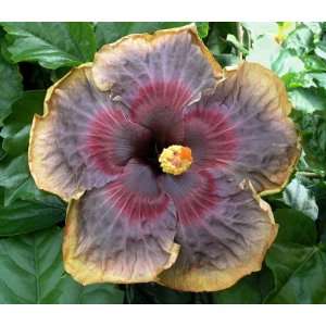  Cajun Color Hibiscus Swamp Music Patio, Lawn & Garden