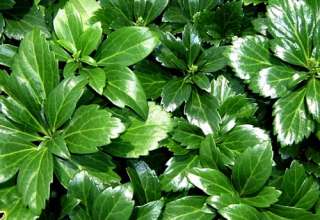 Japanese Spurge 48 Plants   Pachysandra   Hardy Groundcover  