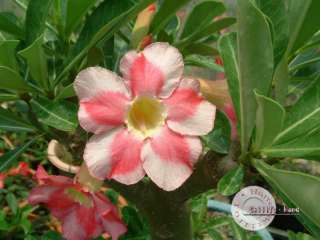   Page items in Taiwan Adenium Desert Rose Seeds 