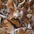 oz ounces 1/4 LB pound Oyster Dried Mushrooms grown in the 