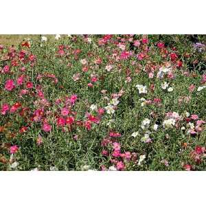   Mix Sun Roses  8 Perennial Plants  Helianthemum Patio, Lawn & Garden