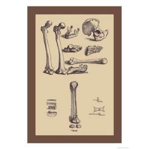  Bones with Tools by Andreas Vesalius 12x18