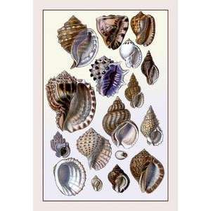  Vintage Art Shells Purpurifera   11725 7