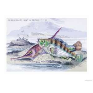   Fish Giclee Poster Print by Robert Hamilton, 18x24