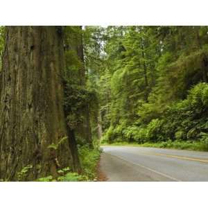  Redwood National Park, California, United States of 
