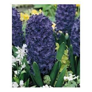  Hyacinth   Peter Stuyvesant Patio, Lawn & Garden