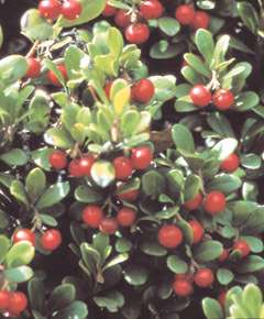 Indian Tobacco   Kinnikinnick   Evergreen w/red berries  