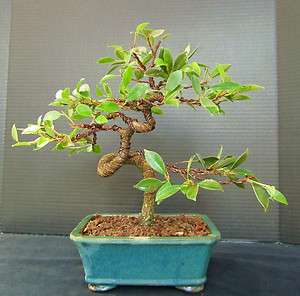 Ficus Golden Gate Bonsai in a 8 pot 10 years old   first wiring 