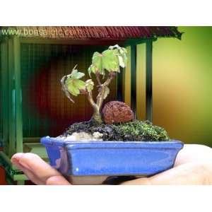 Very Easy Indoor Maple Bonsai and Display Kit   Portable Bonsai 