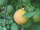 Red Pear Heirloom Tomato 250 seed pk  