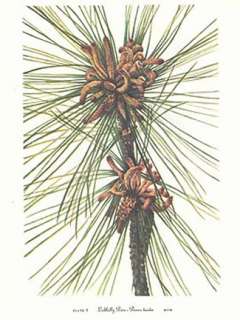 plant include alpine fir engelmann spruce mountain hemlock douglas fir 