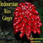 LIVE RARE Indonesian Wax Ginger 10 Seeds Tapeinochilos ananassae RED 