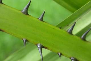 Spiny Licuala Palm 100 LIVE FRESH SEEDS Mangrove Fan Palm Borneo 