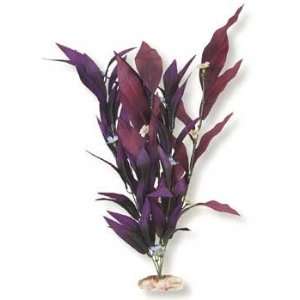  Top Quality Plant   African Sword W/flowers Medium Plum 