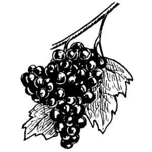  4 inch Square Acrylic Coaster Line Drawing Grapes