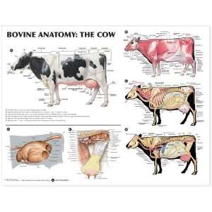  Bovine Anatomy The Cow Anatomical Chart Paper Dog Breeds 