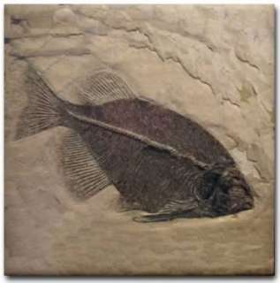This unique ceramic tile coaster features a detailed image of a fish 