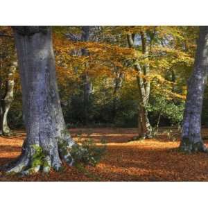 Autumn Colour in Woodlands Near Rufus Stone, New Forest National Park 