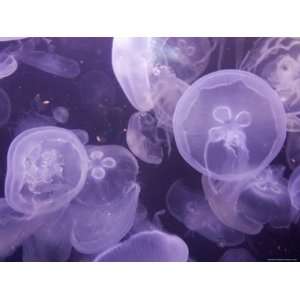  Close View of Jellyfish at the Pittsburgh Zoo Photographic 