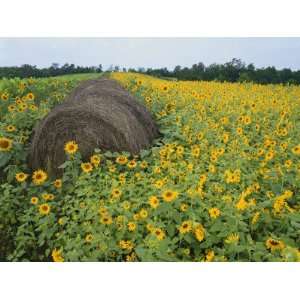  Hay Bale in Sunflowers Field, Bluegrass Region, Kentucky 