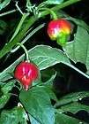 WORLD RECORD Trinidad Scorpion Butch T Strain Hot Pepper 10 Seeds