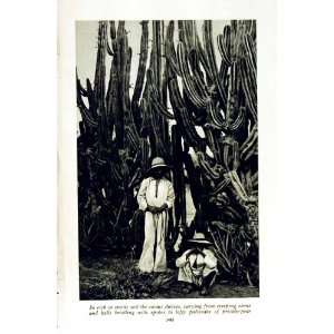    c1920 CACTUS PRICKLY PEAR MEXICAN INDIAN WOMAN WELL
