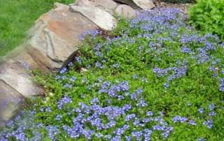 HARDY LOW GROWING Veronica repens PERENNIAL SEED  