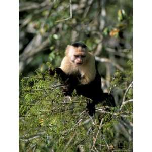  White Faced Capuchine Monkey (Cebus Capucinus), Soberania 