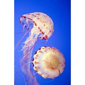  Jellyfish in Monterey Bay Aquarium by Douglas Steakley 