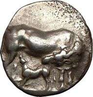 EUBOIA, KARYSTOS  350BC. Didrachm de plata. Gallo de becerro de la 