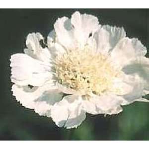  White Pincushion Flower Scabiosa Perfecta 25 Plants Patio 