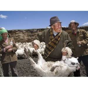  Sheep Herder and his Family Prepare to Innoculate their 