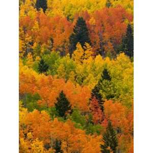  Quaking Aspen and Ponderosa Pine Trees Display Fall Colors 