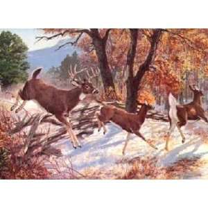  Remington Print White Tailed Deer Beecham 