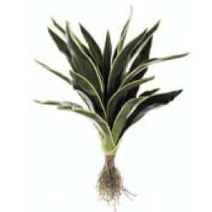   in. Aloe Plant with Roots Green White  Case of 4 Patio, Lawn & Garden