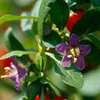 Live Himalayan Goji Berry Plant [Lycium Barbarum]  