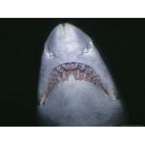  Sand Tiger Shark, Mouth and Teeth, Nsw, Australia Photos 